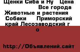 Щенки Сиба и Ну › Цена ­ 35000-85000 - Все города Животные и растения » Собаки   . Приморский край,Лесозаводский г. о. 